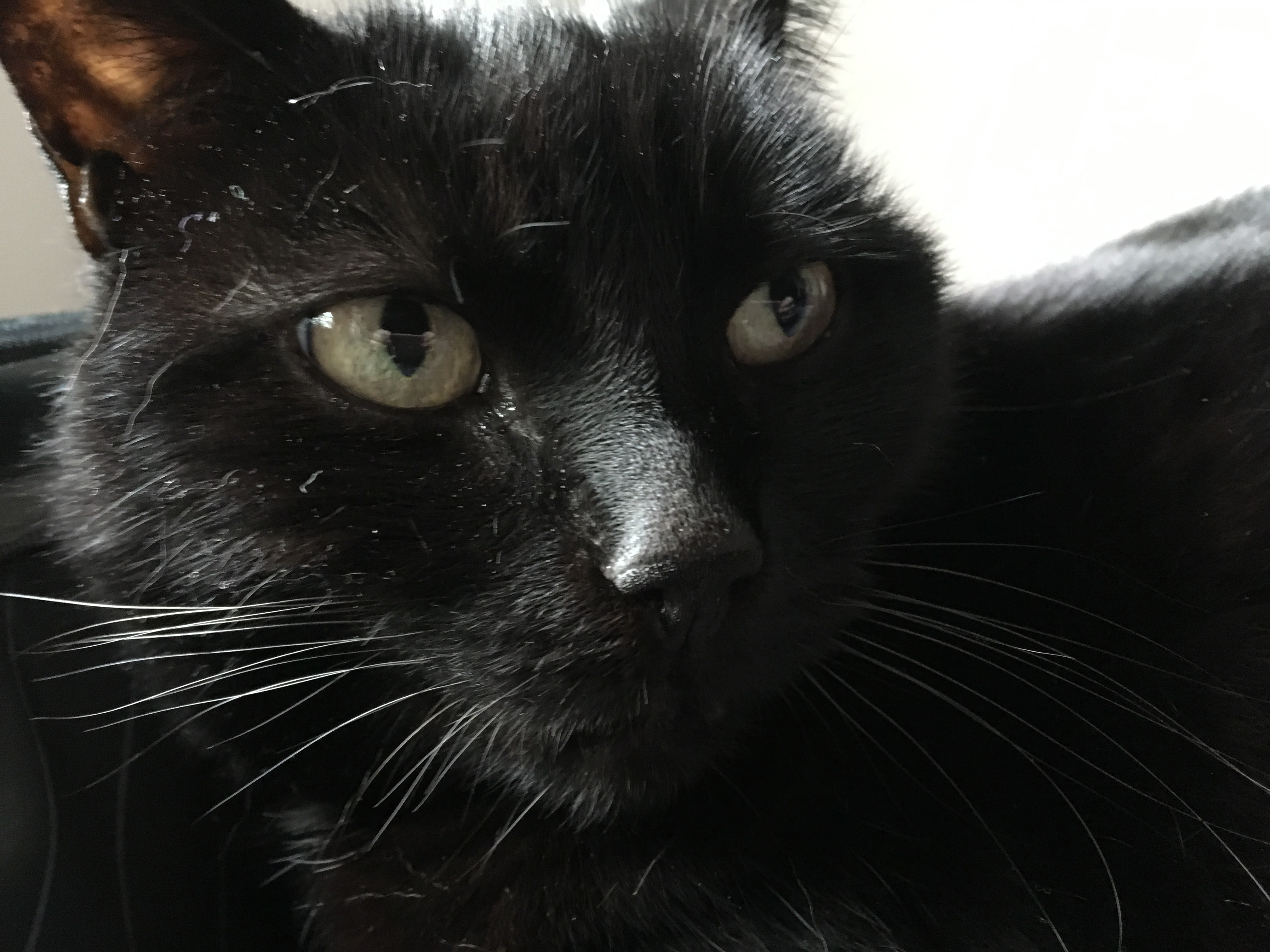 The Mystical Black Cat