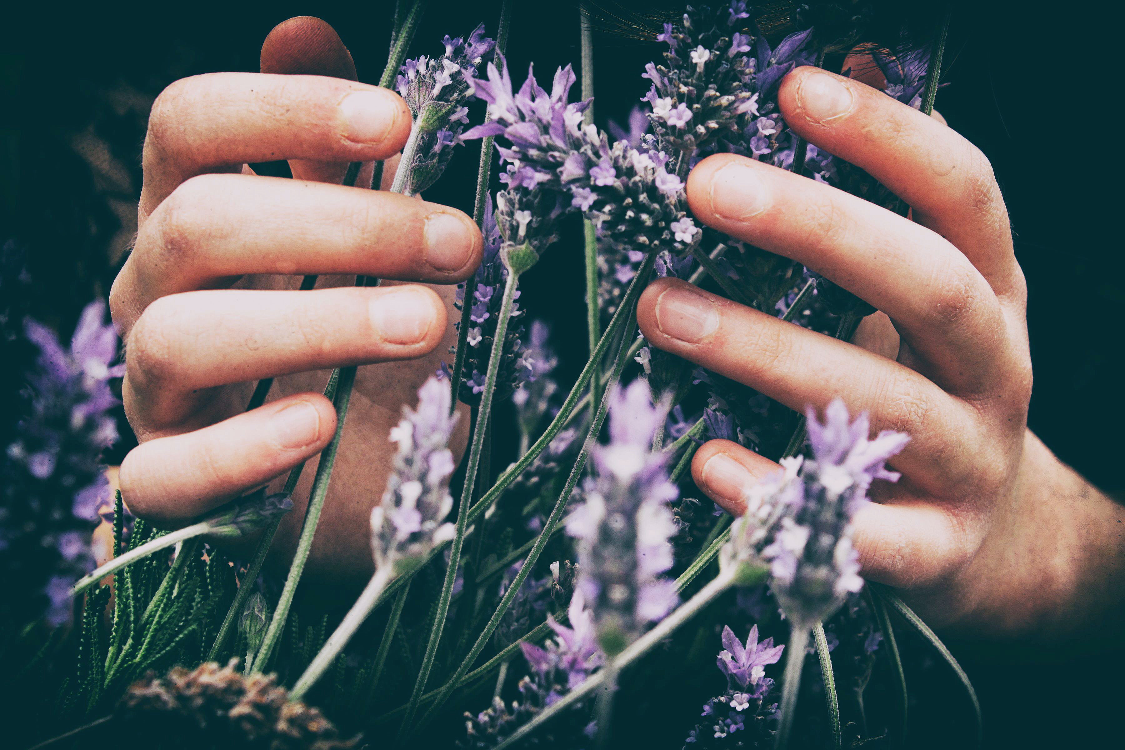 Lavendar